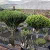 Kaktusgarten